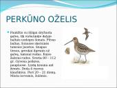 Skirtingi paukščiai 3 puslapis