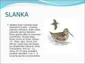 Skirtingi paukščiai 4 puslapis