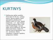 Skirtingi paukščiai 5 puslapis