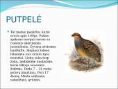 Skirtingi paukščiai 6 puslapis