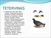 Skirtingi paukščiai 7 puslapis