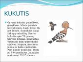 Skirtingi paukščiai 9 puslapis