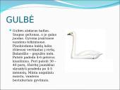 Skirtingi paukščiai 10 puslapis