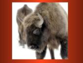 Stumbro paveikslas Mikalojaus Husoviano kūrinyje ,,Giesmė apie stumbro išvaizdą, žiaurumą ir medžioklę’’ 11 puslapis