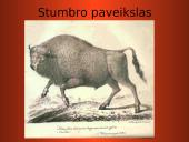 Stumbro paveikslas Mikalojaus Husoviano kūrinyje ,,Giesmė apie stumbro išvaizdą, žiaurumą ir medžioklę’’ 6 puslapis