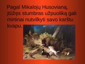 Stumbro paveikslas Mikalojaus Husoviano kūrinyje ,,Giesmė apie stumbro išvaizdą, žiaurumą ir medžioklę’’ 7 puslapis