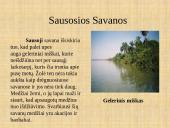 Afrikos savanos 5 puslapis