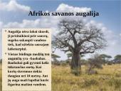 Afrikos savanos 10 puslapis
