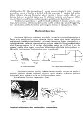 Šaltkalvystės teorija 17 puslapis