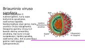 Virusai, prokariotai ir monerų karalystė 6 puslapis