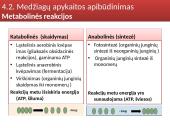 Medžiagų ir energijos apykaita ląstelėje 3 puslapis