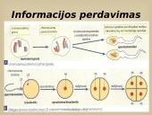 Paveldimosios informacijos perdavimas 12 puslapis