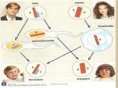 Paveldimosios informacijos perdavimas 15 puslapis