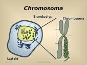Paveldimosios informacijos perdavimas 5 puslapis