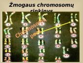 Paveldimosios informacijos perdavimas 8 puslapis