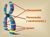 Paveldimosios informacijos perdavimas 9 puslapis