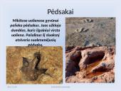 Fosilijos, jų rūšys 11 puslapis