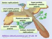 Fosilijos, jų rūšys 18 puslapis