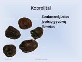 Fosilijos, jų rūšys 10 puslapis