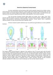 Nervinės skiauterės ląstelių migracijos keliai ir jų sutrikimai 2 puslapis