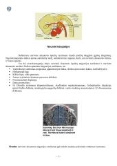 Nervinės skiauterės ląstelių migracijos keliai ir jų sutrikimai 6 puslapis