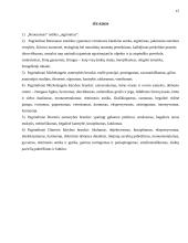 Renesanso estetikos ypatumai: Mikelandželas ir Diureris 15 puslapis