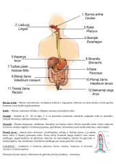 Virškinimo organų sistema bei organų funkcijos