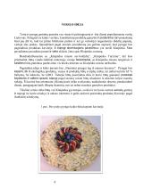 Sveikų pyragų kepyklos verslo planas 4 puslapis