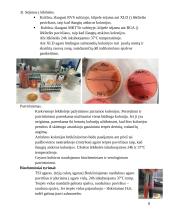 Laboratorinės diagnostikos praktika (salmonella) 8 puslapis