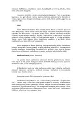 Vabzdžių pasaulis 8 puslapis