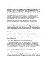 Imonė internacionalizacijos procese