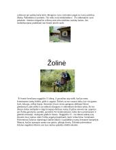 Rasos šventė ir žolinė 5 puslapis