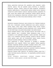 Klasicizmas Rusijoje 4 puslapis