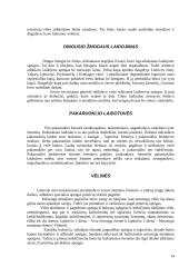 Laidotuvių papročiai Lietuvoje 14 puslapis