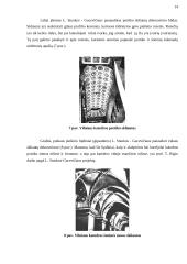 Laurynas Stuoka-Gucevičius. Vilniaus katedra 14 puslapis