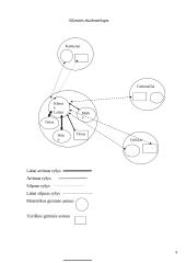 Sisteminio socialinio darbo modelio atvejo analizė 4 puslapis