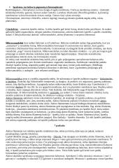 Citologijos teorija 4 puslapis