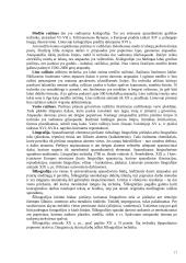 Dailės šakos 17 puslapis