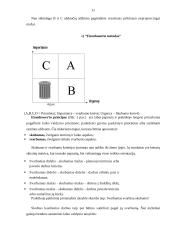 Planavimas. Vadovo asmeninis darbas ir bendravimo tobulinimas 11 puslapis