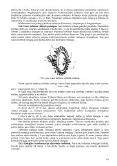 Termodinamika varikliuose 11 puslapis