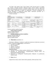 Virškinimo sistemos teorija 3 puslapis