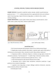 4-ių fizikos laboratorinių darbų ataskaitos 12 puslapis