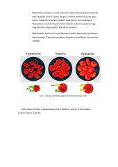 Osmoso demonstravimas 7 puslapis