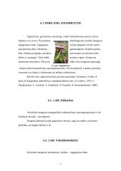 Dumbliagrybiai ir aukšliagrybiai 7 puslapis