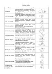 Funkcinė vaiko vystimosi diagnostika pagal T. Helbriuge 2 puslapis