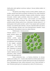 Lietuvos maurakulainių botaninė įvairovė ir paplitimas 5 puslapis