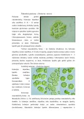 Lietuvos maurakulainių botaninė įvairovė ir paplitimas 6 puslapis