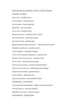 Organa genitalia feminina - patėlių lytiniai organai