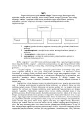 Vegetarizmas ir jo tipai 2 puslapis