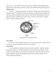 Apvaliosios kirmėlės 4 puslapis